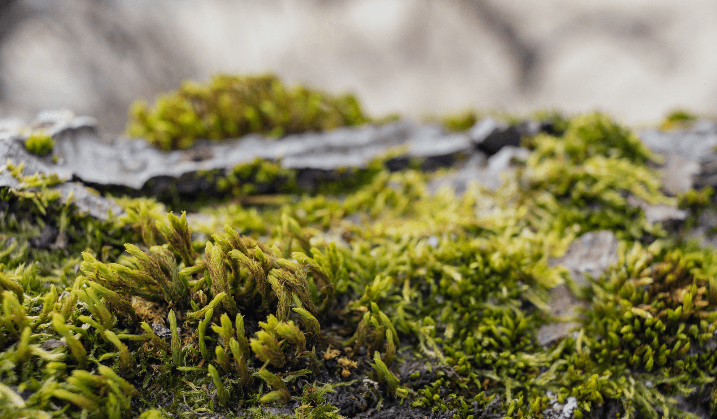 Dever Social Agua Luso