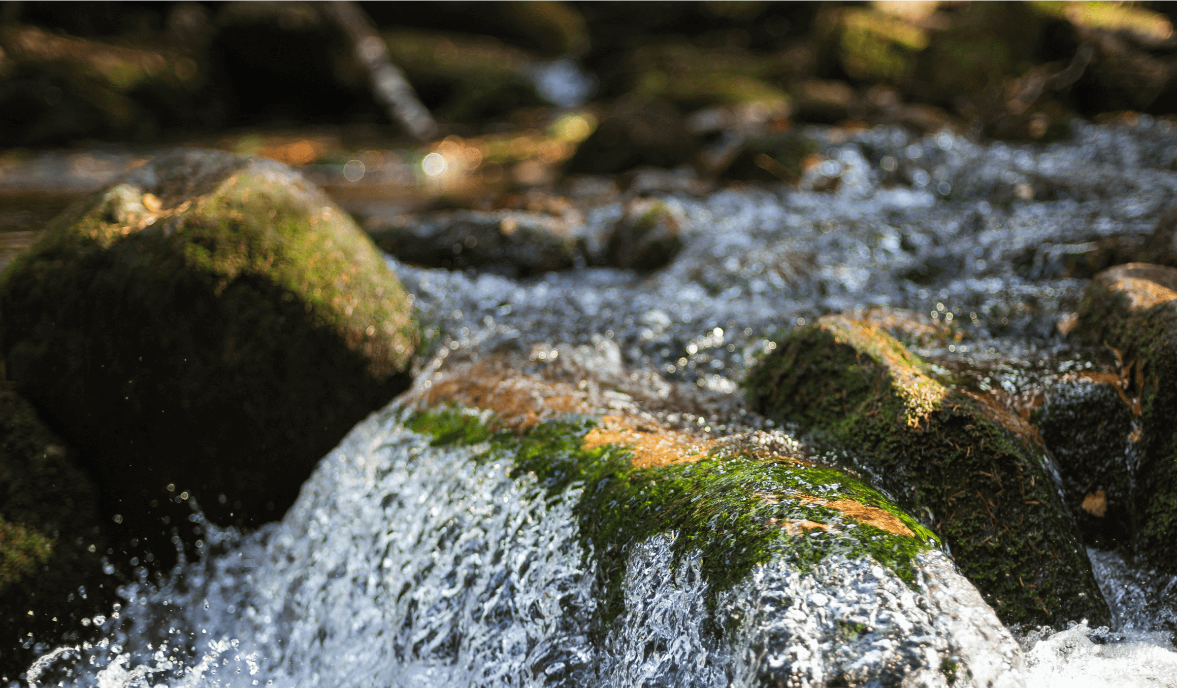 Protecao Ecossistemas Serra Bussaco